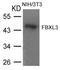 F-box/LRR-repeat protein 3 antibody, A08330, Boster Biological Technology, Western Blot image 