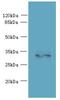 Tripartite Motif-Containing 51 antibody, LS-C379525, Lifespan Biosciences, Western Blot image 