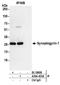 Synaptogyrin-1 antibody, A304-453A, Bethyl Labs, Immunoprecipitation image 