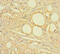 HTR2A antibody, A50301-100, Epigentek, Immunohistochemistry paraffin image 