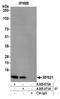 Ribosomal Protein S21 antibody, A305-071A, Bethyl Labs, Immunoprecipitation image 