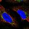 11-cis retinol dehydrogenase antibody, NBP2-56636, Novus Biologicals, Immunofluorescence image 