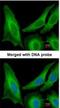Secretion Associated Ras Related GTPase 1B antibody, NBP1-32725, Novus Biologicals, Immunofluorescence image 