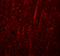 Transmembrane Protein 94 antibody, 5459, ProSci Inc, Immunofluorescence image 