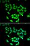 RNA Polymerase III Subunit K antibody, orb247457, Biorbyt, Immunofluorescence image 