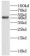 RAB3A Interacting Protein Like 1 antibody, FNab07032, FineTest, Western Blot image 