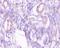 Phosphoenolpyruvate Carboxykinase 1 antibody, MBS7001471, MyBioSource, Immunohistochemistry frozen image 