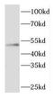 Cytohesin-3 antibody, FNab02192, FineTest, Western Blot image 