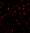 ATPase Secretory Pathway Ca2+ Transporting 2 antibody, 6289, ProSci, Immunofluorescence image 