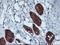 Cytosolic beta-glucosidase antibody, LS-C172737, Lifespan Biosciences, Immunohistochemistry frozen image 