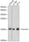 Survivin antibody, 16-083, ProSci, Western Blot image 