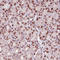 STA antibody, AMAb90560, Atlas Antibodies, Immunohistochemistry paraffin image 