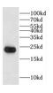 CGG Triplet Repeat Binding Protein 1 antibody, FNab01625, FineTest, Western Blot image 