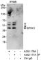 Sphingosine kinase 1 antibody, A302-176A, Bethyl Labs, Immunoprecipitation image 