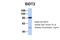 SID1 transmembrane family member 2 antibody, PA5-69064, Invitrogen Antibodies, Western Blot image 