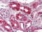 Neuropeptide S receptor antibody, TA317079, Origene, Immunohistochemistry frozen image 