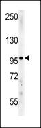 Importin 9 antibody, LS-C165267, Lifespan Biosciences, Western Blot image 