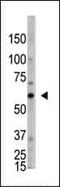 2'-5'-Oligoadenylate Synthetase Like antibody, PA5-13213, Invitrogen Antibodies, Western Blot image 
