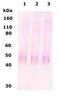 OPRM1 antibody, TA336550, Origene, Western Blot image 