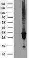 Dual Specificity Phosphatase And Pro Isomerase Domain Containing 1 antibody, NBP2-03339, Novus Biologicals, Western Blot image 