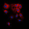 Cytochrome P450 2B6 antibody, LS-C352084, Lifespan Biosciences, Immunofluorescence image 