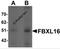 F-Box And Leucine Rich Repeat Protein 16 antibody, 6165, ProSci Inc, Western Blot image 