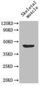 SED1 antibody, A53057-100, Epigentek, Western Blot image 