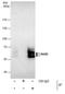NGFI-A-binding protein 2 antibody, PA5-27925, Invitrogen Antibodies, Immunoprecipitation image 