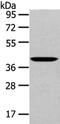 Protein Wnt-10b antibody, CSB-PA190943, Cusabio, Western Blot image 