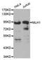 MutL Homolog 1 antibody, TA326801, Origene, Western Blot image 