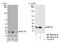 Ribosomal Protein L26 antibody, NB100-2130, Novus Biologicals, Western Blot image 