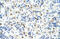 DAZ-associated protein 1 antibody, 29-450, ProSci, Enzyme Linked Immunosorbent Assay image 
