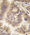 Gap Junction Protein Alpha 5 antibody, 58-179, ProSci, Immunohistochemistry paraffin image 