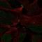 Zinc Finger Protein 536 antibody, HPA077341, Atlas Antibodies, Immunofluorescence image 