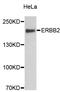ERBB2 antibody, STJ23557, St John