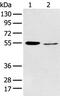 5HT2A antibody, PA5-51349, Invitrogen Antibodies, Western Blot image 