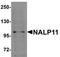 NLR Family Pyrin Domain Containing 11 antibody, orb75491, Biorbyt, Western Blot image 