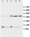 Ubiquitin B antibody, LS-C312580, Lifespan Biosciences, Western Blot image 