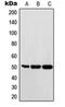 MAF BZIP Transcription Factor antibody, orb214220, Biorbyt, Western Blot image 