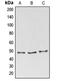 BCL2 Associated Athanogene 4 antibody, LS-C353184, Lifespan Biosciences, Western Blot image 