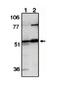 Rho guanine nucleotide exchange factor 2 antibody, orb108700, Biorbyt, Western Blot image 