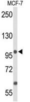 Anoctamin-7 antibody, AP50192PU-N, Origene, Western Blot image 