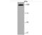 Rap Guanine Nucleotide Exchange Factor 3 antibody, NBP2-75641, Novus Biologicals, Western Blot image 