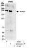 Rho-guanine nucleotide exchange factor antibody, NBP2-22282, Novus Biologicals, Immunoprecipitation image 