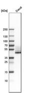 CD38 Molecule antibody, HPA022132, Atlas Antibodies, Western Blot image 
