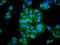 Protein DEPP antibody, LS-C680372, Lifespan Biosciences, Immunofluorescence image 