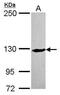 p125 antibody, PA5-27799, Invitrogen Antibodies, Western Blot image 