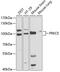 Protein kinase C epsilon type antibody, 18-509, ProSci, Western Blot image 