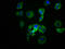 SRC-1 antibody, CSB-RA022650A0HU, Cusabio, Immunofluorescence image 