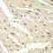 Histone Deacetylase 2 antibody, 18-488, ProSci, Immunohistochemistry frozen image 